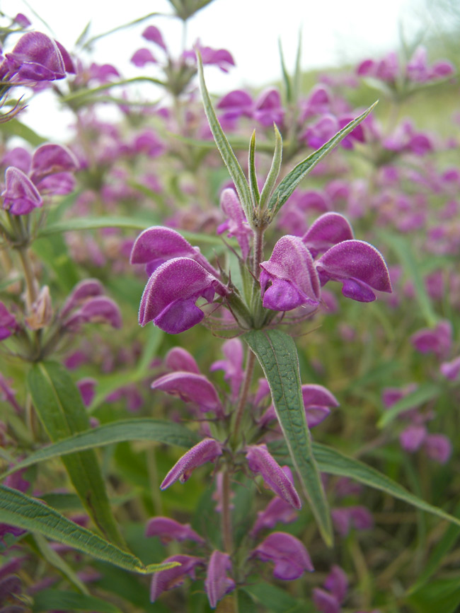 Image of Phlomis pungens specimen.