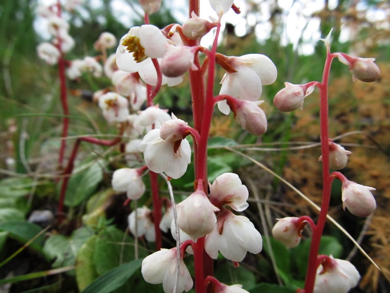 Image of Pyrola rotundifolia specimen.