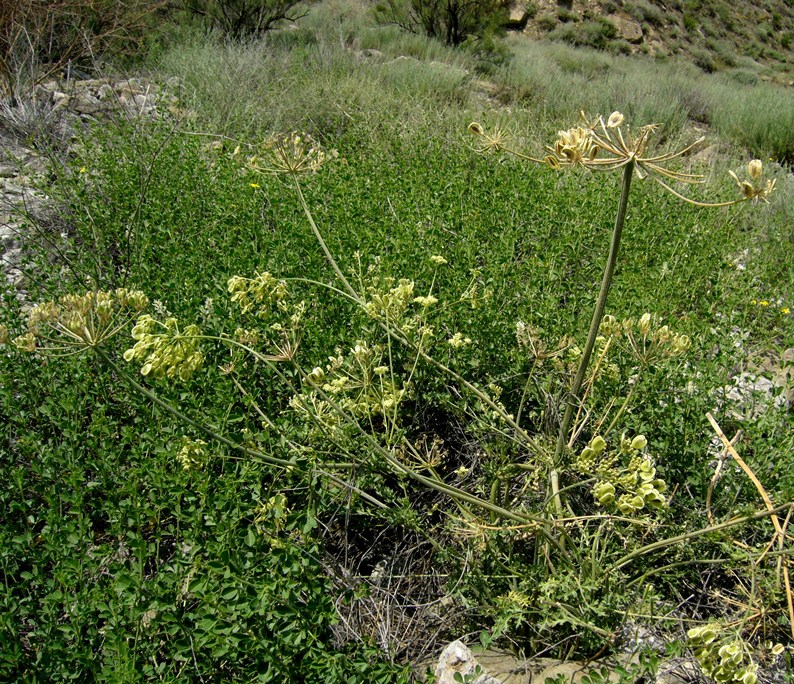 Изображение особи Zosima absinthifolia.