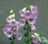 Digitalis purpurea