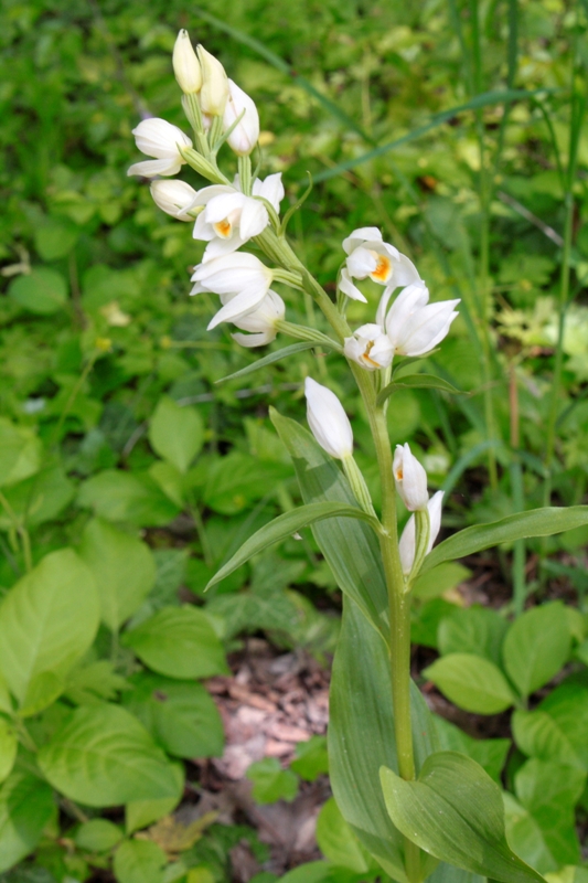 Изображение особи Cephalanthera damasonium.