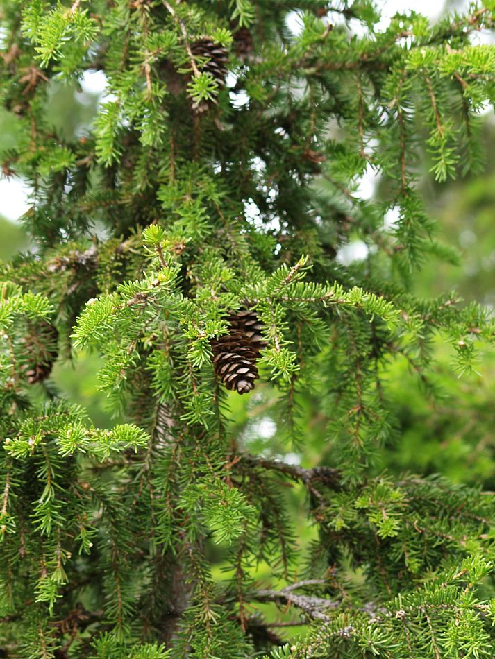 Image of Picea × fennica specimen.