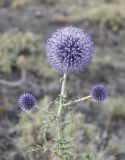 Echinops pungens