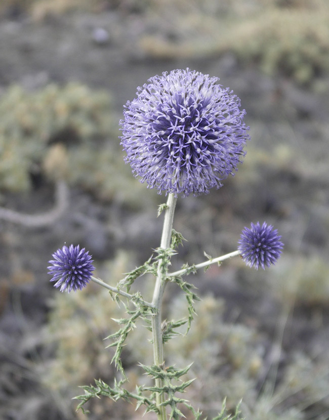 Image of Echinops pungens specimen.