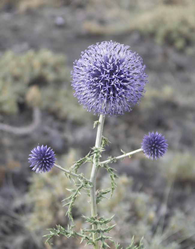 Изображение особи Echinops pungens.