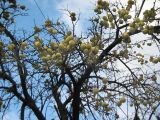 Maclura pomifera. Плодоносящее дерево. Крым, г. Ялта, в культуре. 2 января 2012 г.