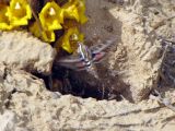 Cistanche tubulosa. Цветки, опыляемые бражником. Израиль, северо-западный Негев, пески Халуца. 02.04.2011.
