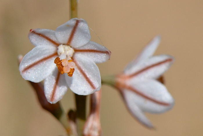 Изображение особи Asphodelus tenuifolius.