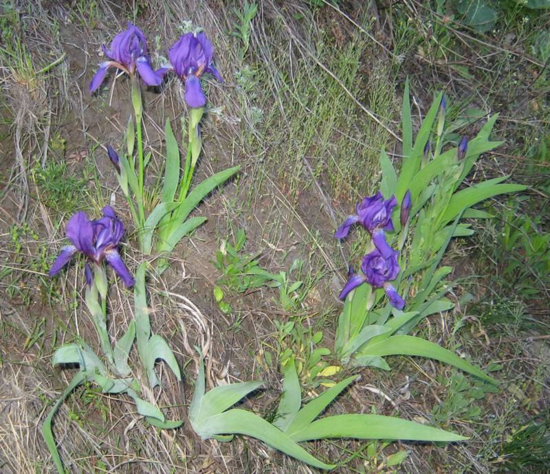 Image of Iris aphylla specimen.