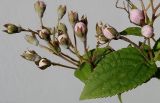 Deutzia × hybrida. Часть ветви с распускающимися соцветиями. Германия, г. Кемпен, в прогулочной зоне. 12.05.2012.
