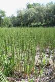 Equisetum fluviatile