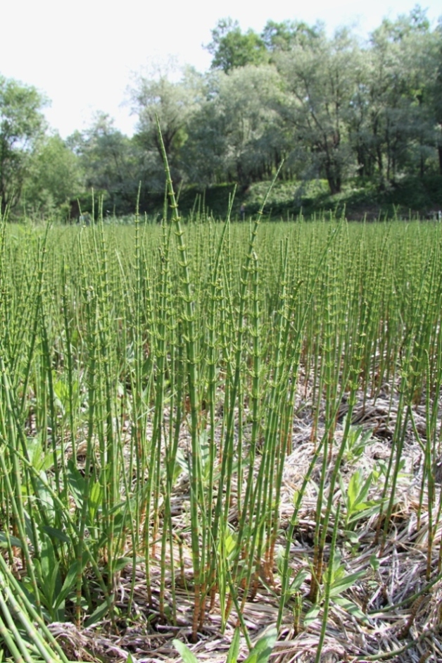 Изображение особи Equisetum fluviatile.