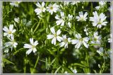 Stellaria holostea. Верхушки побегов с соцветиями. Свердловская обл., Пригородный р-н, гора Косогор, на опушке леса возле автодороги. 26.05.2012.