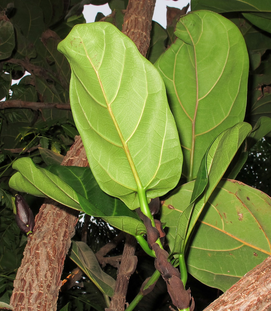 Изображение особи Ficus lyrata.