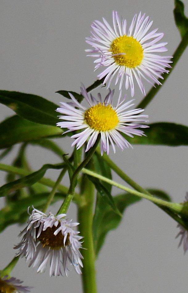 Image of Erigeron annuus ssp. lilacinus specimen.