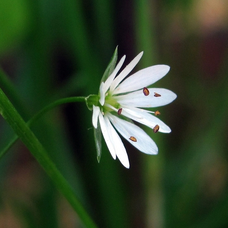 Image of Stellaria graminea specimen.