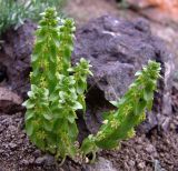 Cruciata articulata