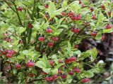 Vaccinium myrtillus