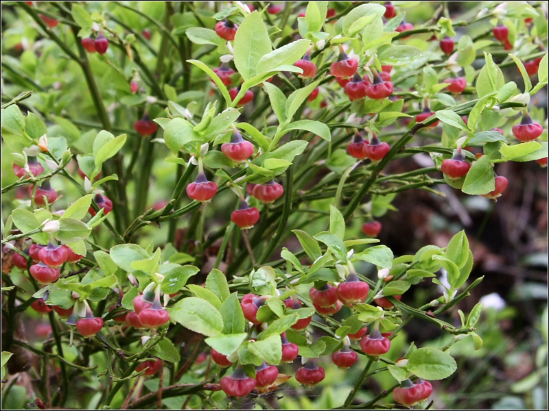 Изображение особи Vaccinium myrtillus.