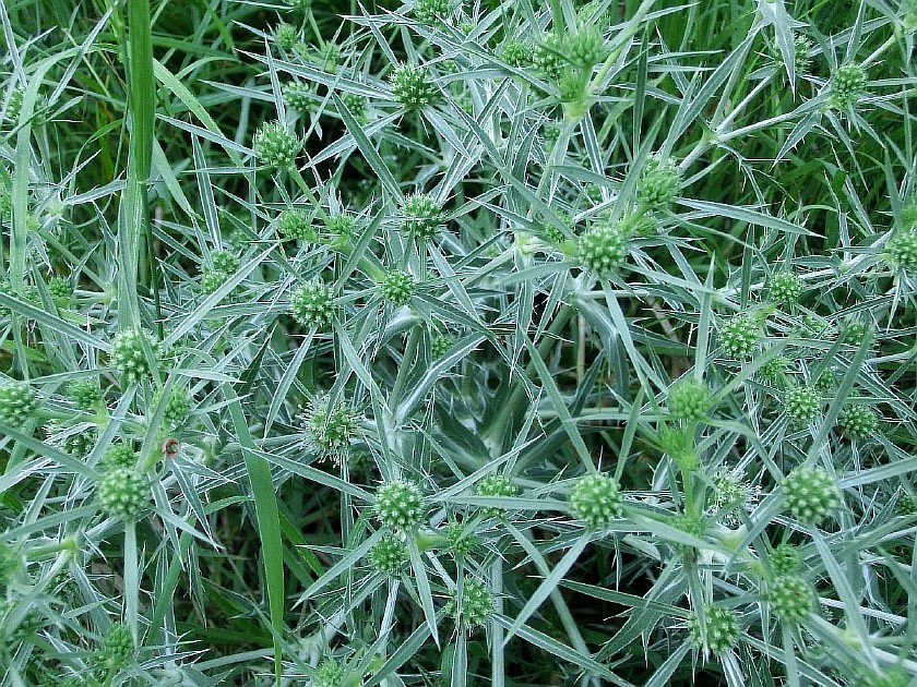 Image of Eryngium campestre specimen.