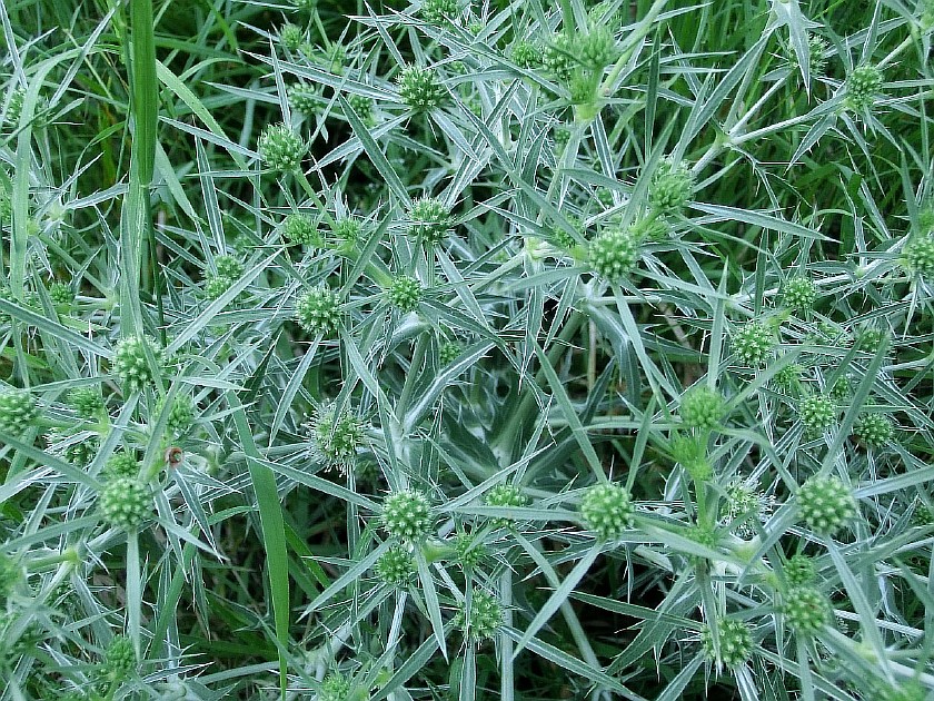 Изображение особи Eryngium campestre.