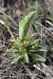 Euphorbia rapulum. Цветущее растение (на заднем плане молодой побег Ferula tenuisecta). Южный Казахстан, горы Каракус. 09.04.2012.