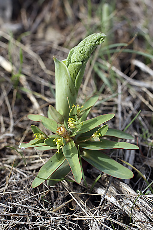 Изображение особи Euphorbia rapulum.