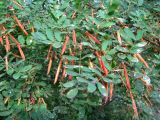 Caragana arborescens