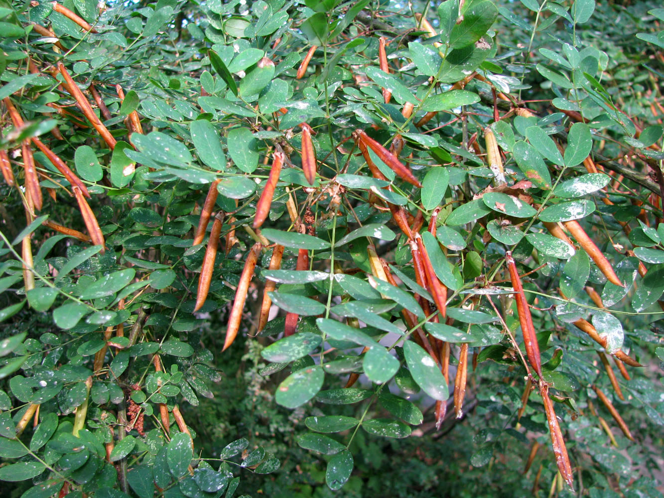 Image of Caragana arborescens specimen.