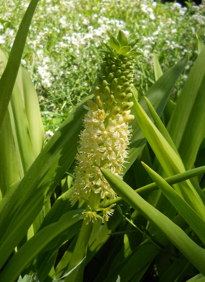 Image of Eucomis autumnalis specimen.