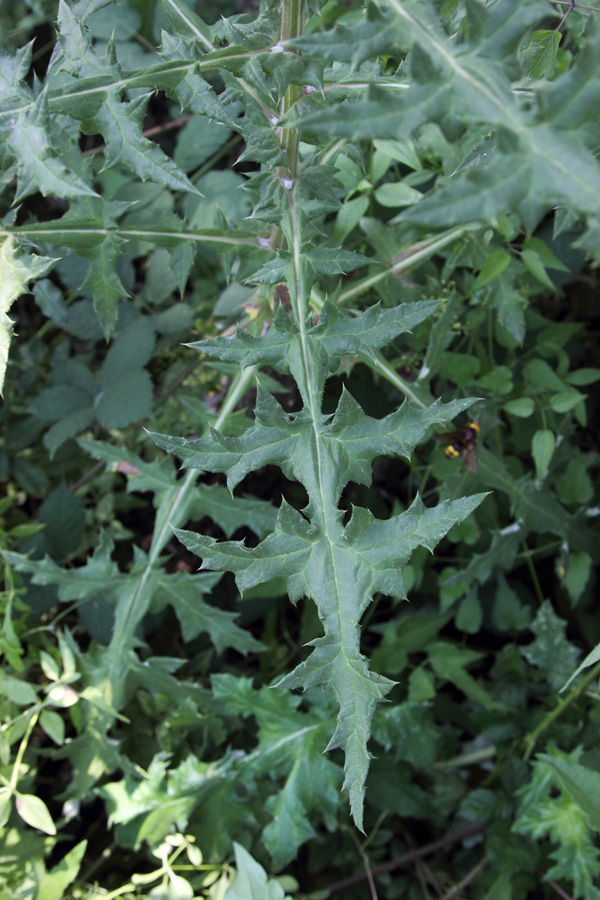 Изображение особи Echinops sphaerocephalus.