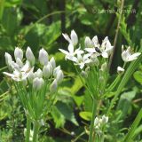 Allium ramosum. Соцветия. Приморский край, Уссурийский гор. округ, окр. с. Монакино, поляна на небольшой сопке. 11.08.2012.