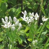 Allium ramosum