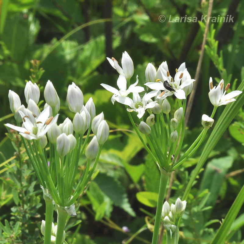 Изображение особи Allium ramosum.