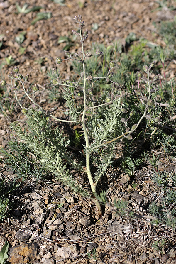 Image of Biebersteinia multifida specimen.