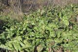 Armoracia rusticana