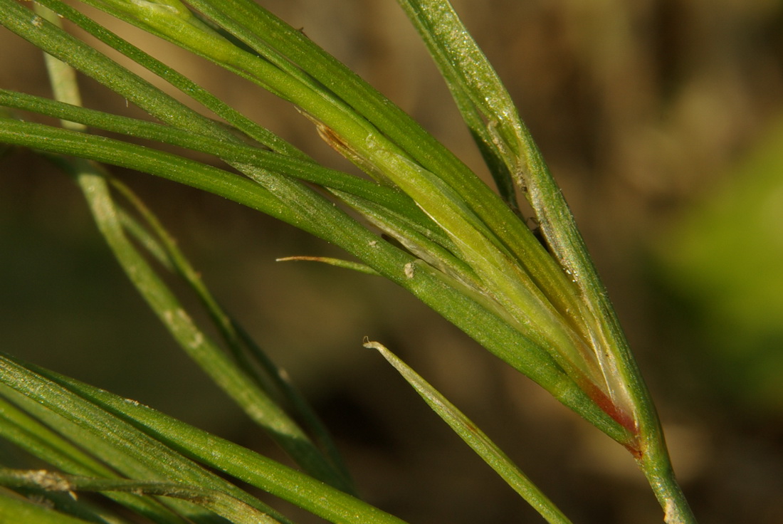 Изображение особи Juncus sphaerocarpus.