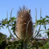 Dipsacus fullonum. Соплодие. Испания, автономное сообщество Кастилия и Леон, провинция Бургос, комарка Альфос-де-Бургос, окрестности г. Бургос, возле зарослей кустарников. 18.07.2012.