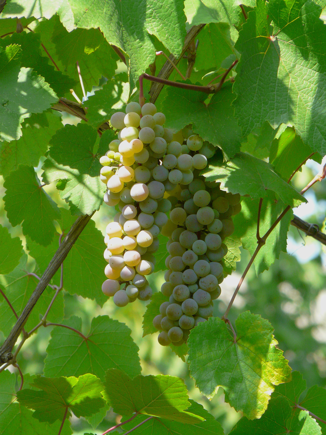 Image of Vitis vinifera specimen.
