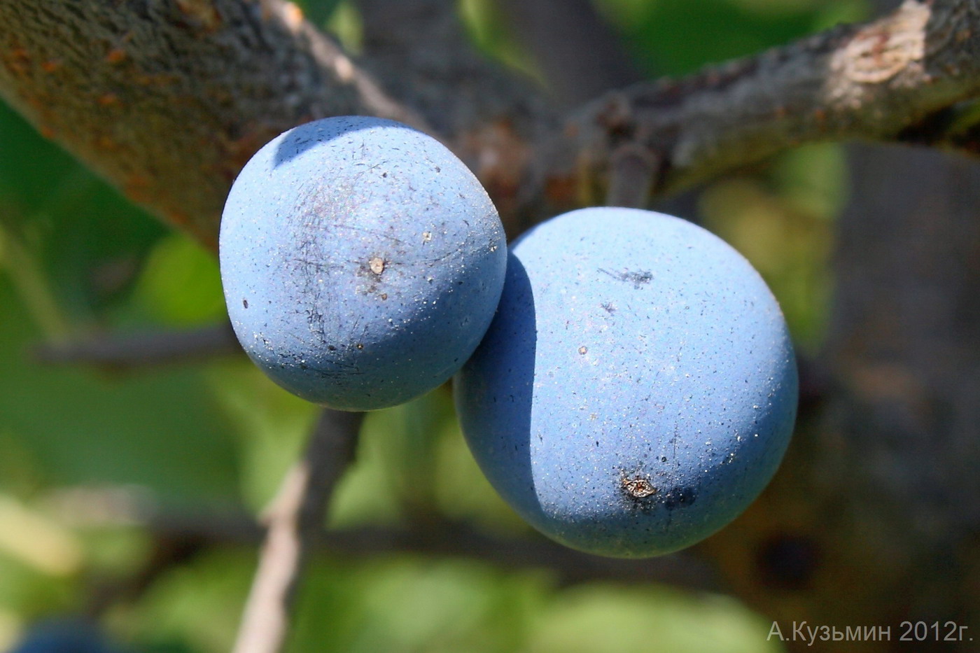 Image of Prunus stepposa specimen.