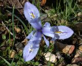 Iridodictyum histrio