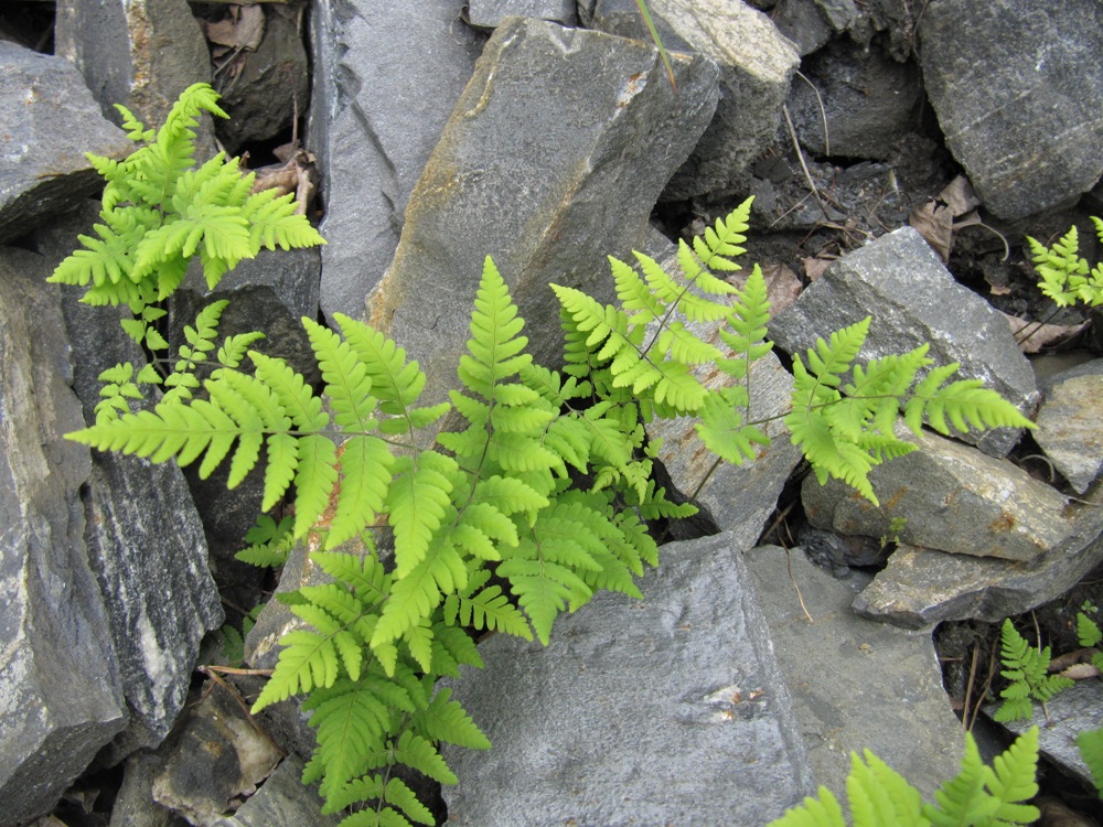 Изображение особи Gymnocarpium jessoense.