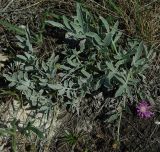 Psephellus sumensis. Цветущее растение на степном южном склоне. Самара, Сокольи горы. 10.05.2009.