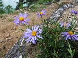 Aster alpinus