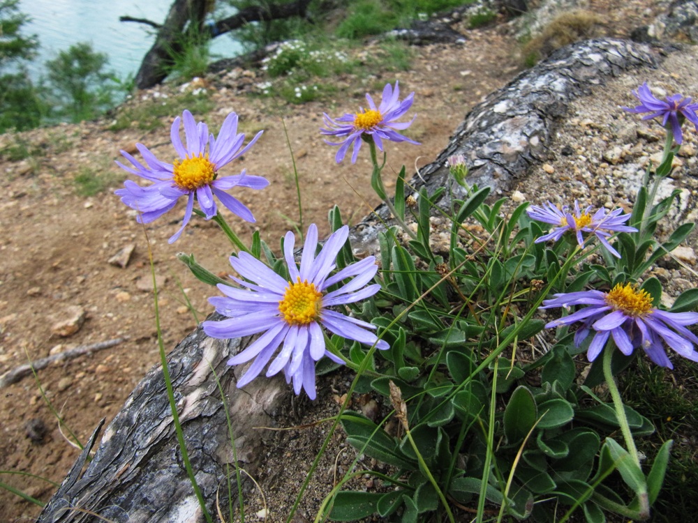 Изображение особи Aster alpinus.