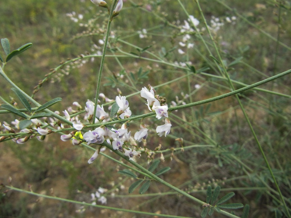 Image of Astragalus melilotoides specimen.