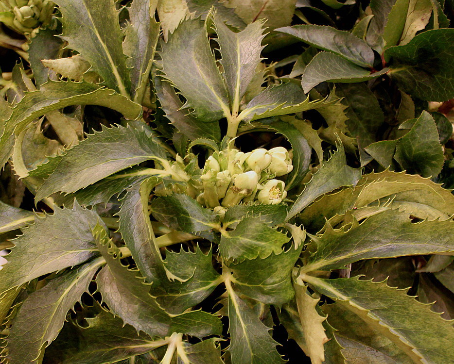 Изображение особи Helleborus argutifolius.