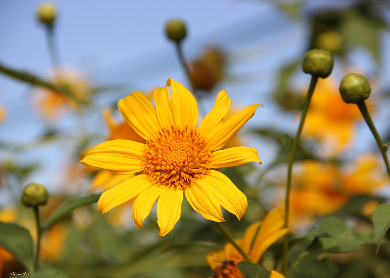 Изображение особи Tithonia diversifolia.