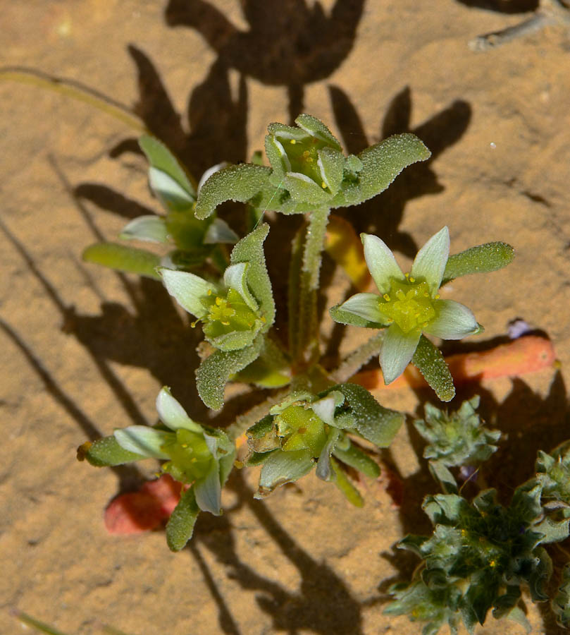 Image of Aizoon hispanicum specimen.