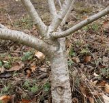 Hamamelis × intermedia. Верхняя часть ствола и основания скелетных ветвей. Германия, г. Кемпен, в парке. 28.03.2013.